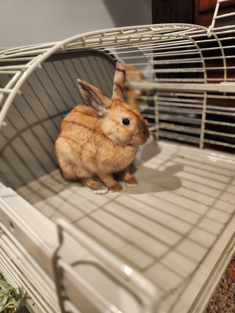 The Ark Pet Shop - Photo 3