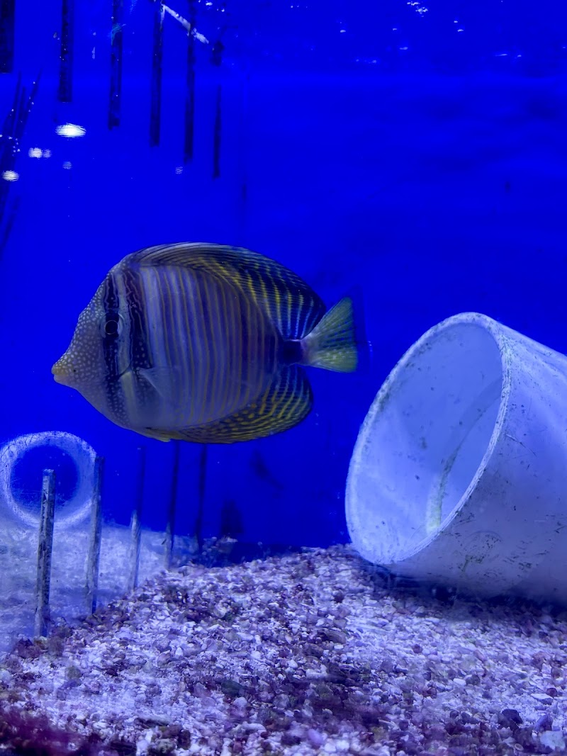 Sandy's Pet Shop - Photo 5