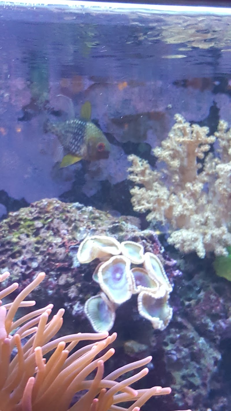 The Aquarium - Photo 4