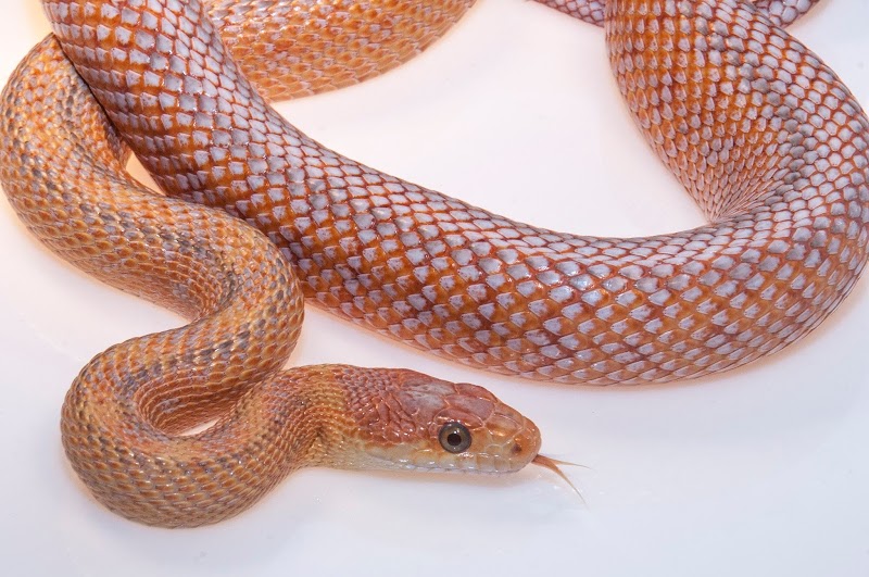 Tails & Scales Pet Shop - Photo 2