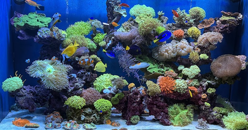 Picasso Exotic Aquatics - Photo 4