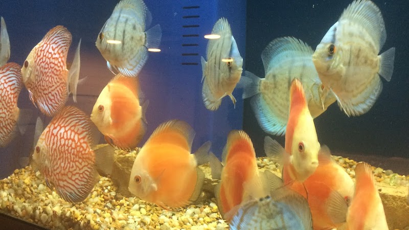 Miles of Exotics - Photo 2