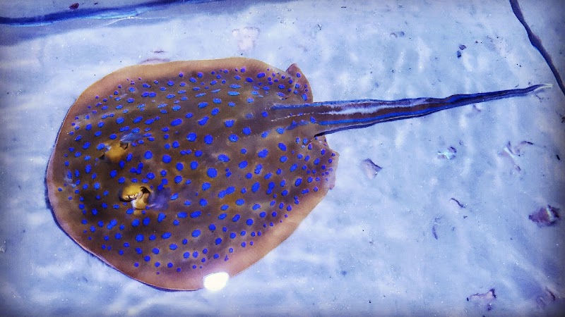 Live Art Aquatics - Photo 2