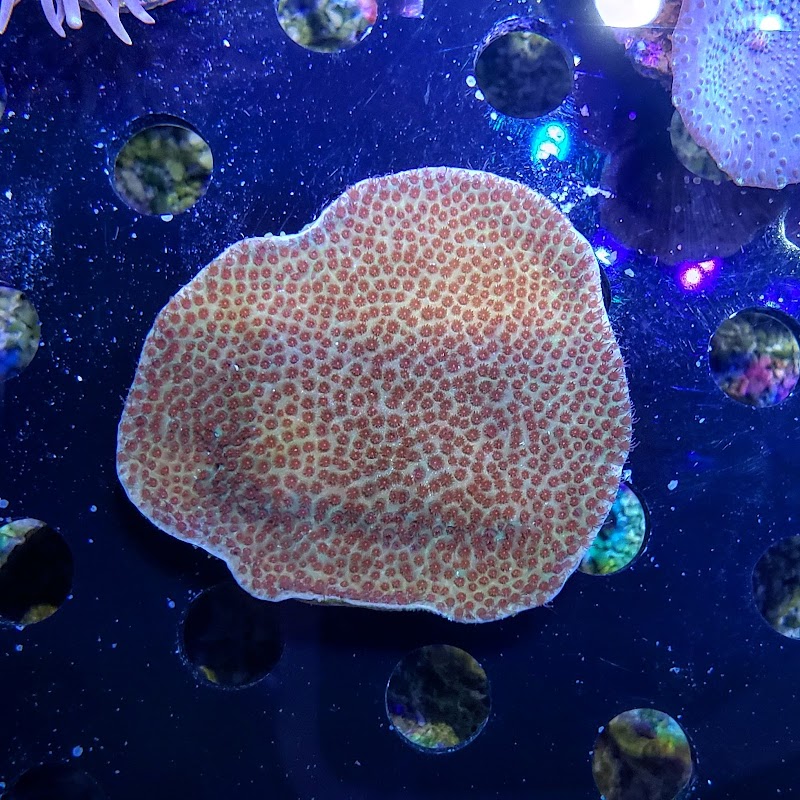 Live Art Aquatics - Photo 4