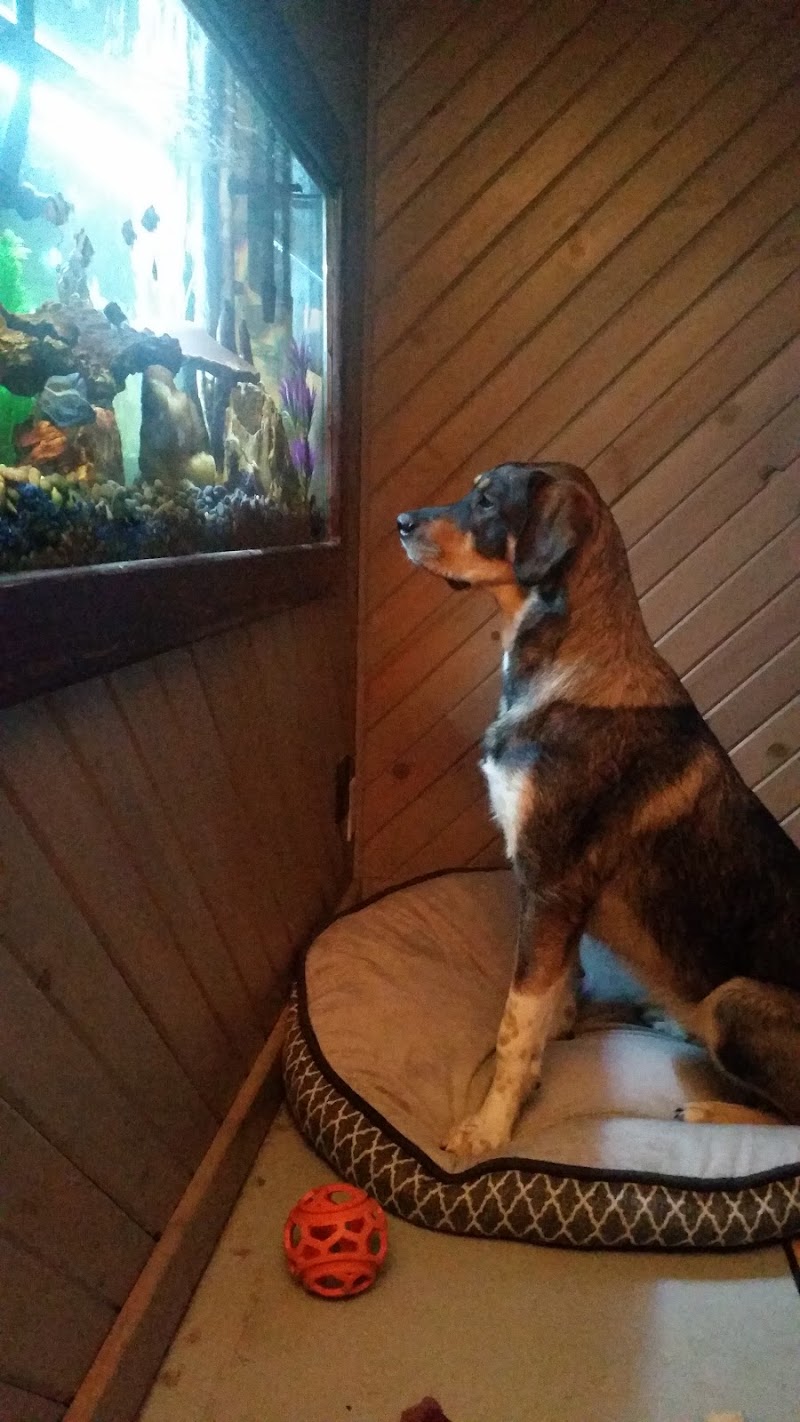 Live Art Aquatics - Photo 5