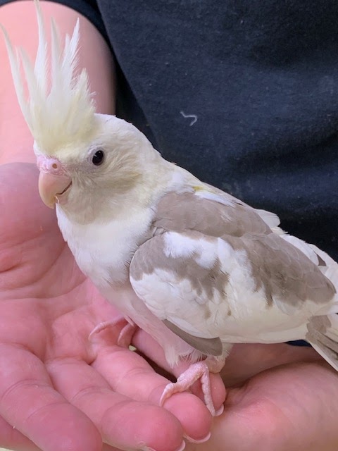 Pet Life By Roberts - Photo 3