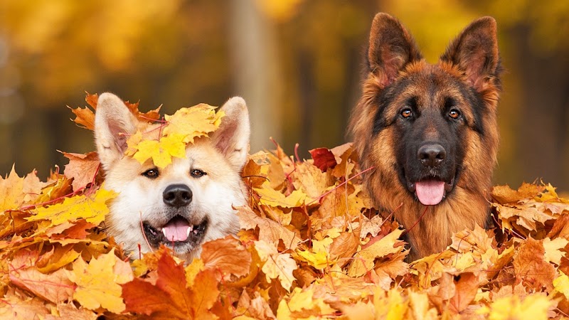 Sunflower Natural Pet Supplies - Photo 2