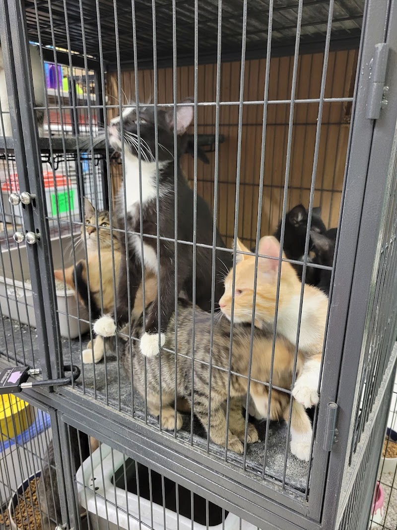 Dorothy's Pet Shop - Photo 2