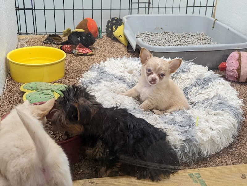 Dorothy's Pet Shop - Photo 3