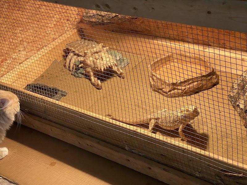 Dorothy's Pet Shop - Photo 4