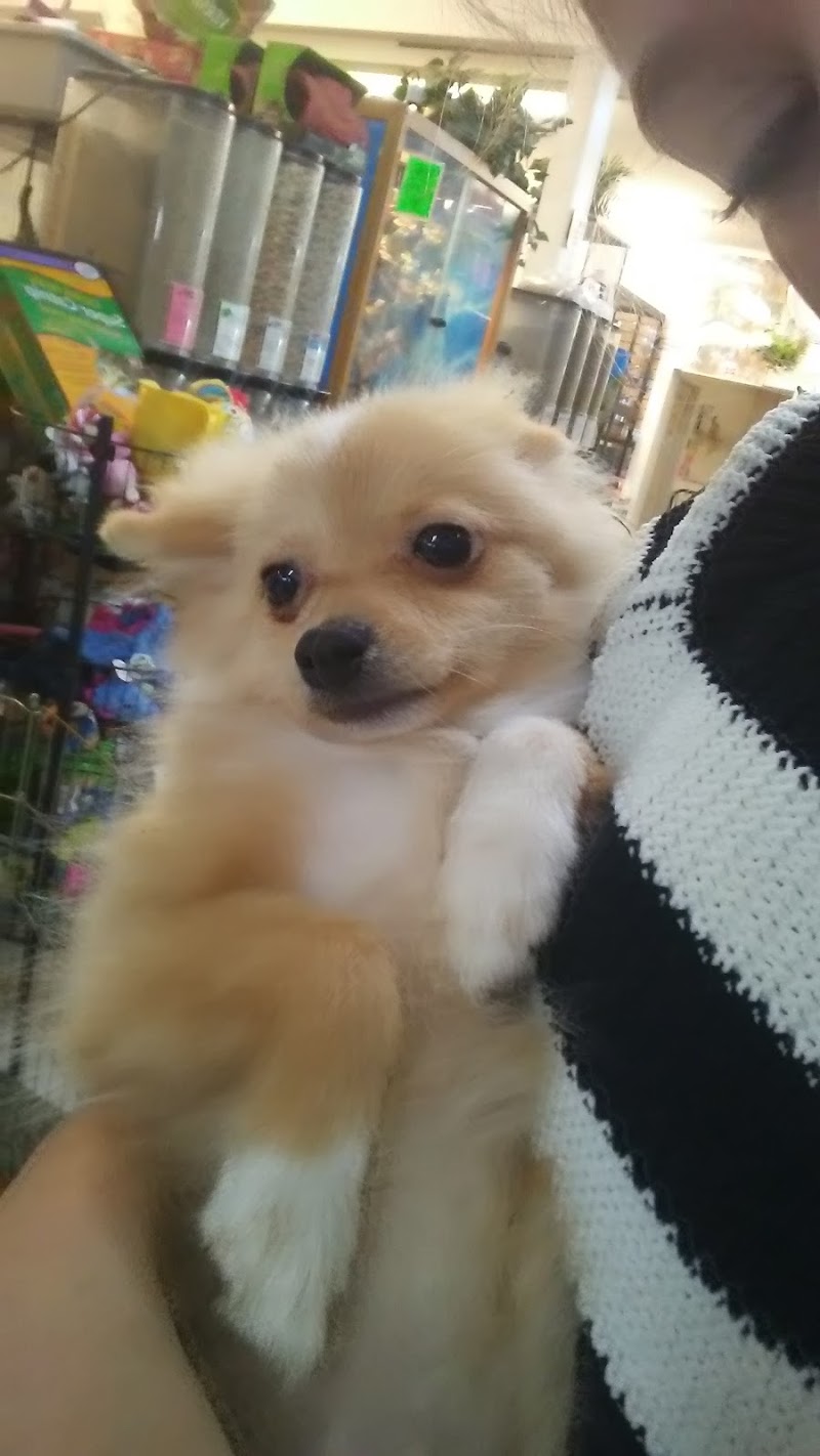 Dorothy's Pet Shop - Photo 5