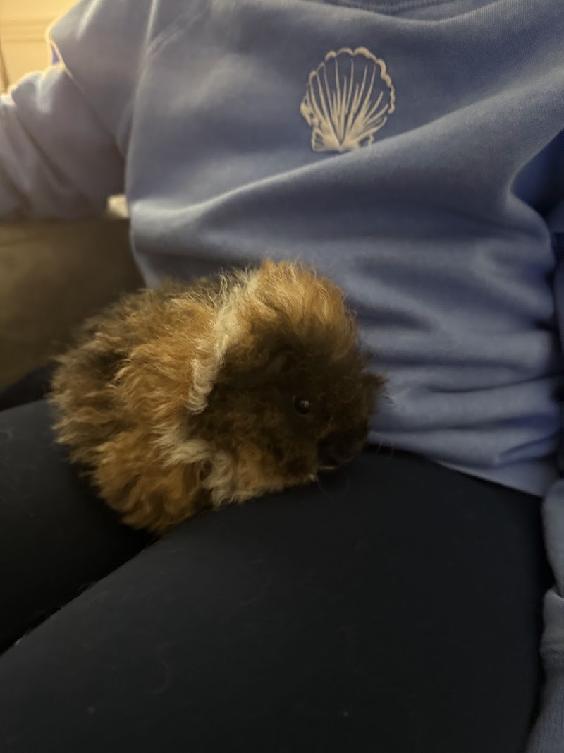 Paws-N-Claws Pet Shop - Photo 3