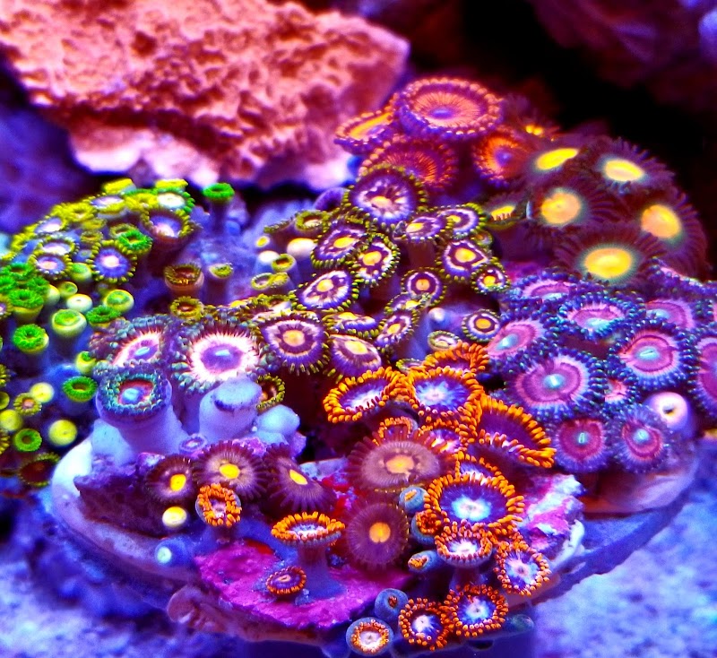 In The Reefs - Photo 3