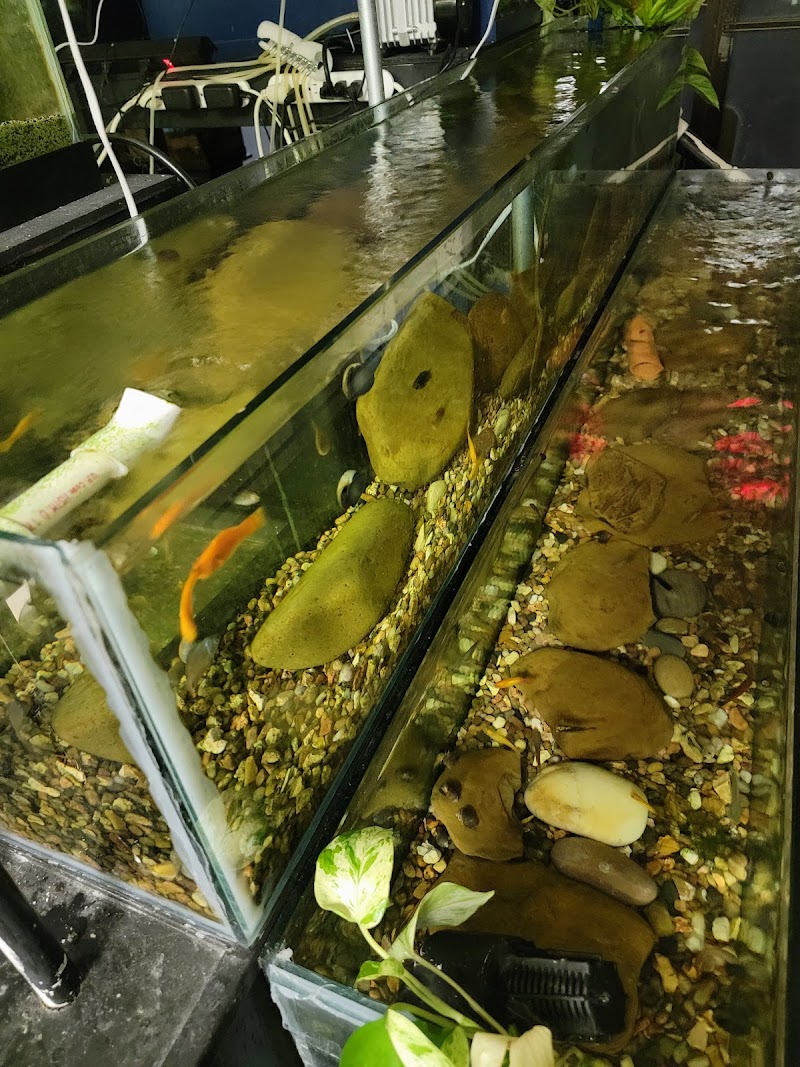 Scales Tails - Aquatics Emporium & Pet Store LLC - Photo 2