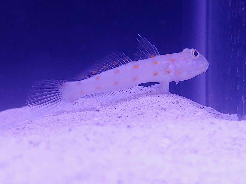 Scales Tails - Aquatics Emporium & Pet Store LLC - Photo 4