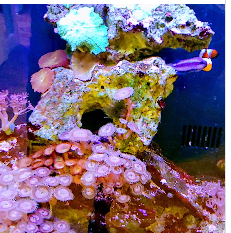 Discover Aquatics Shop - Photo 3