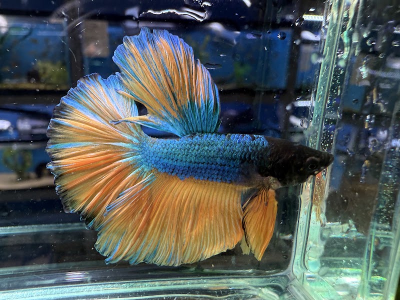 Discover Aquatics Shop - Photo 5