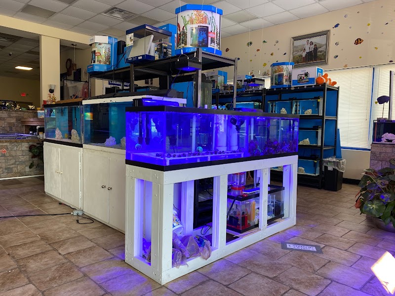 Trinh Fish & Corals - Photo 2