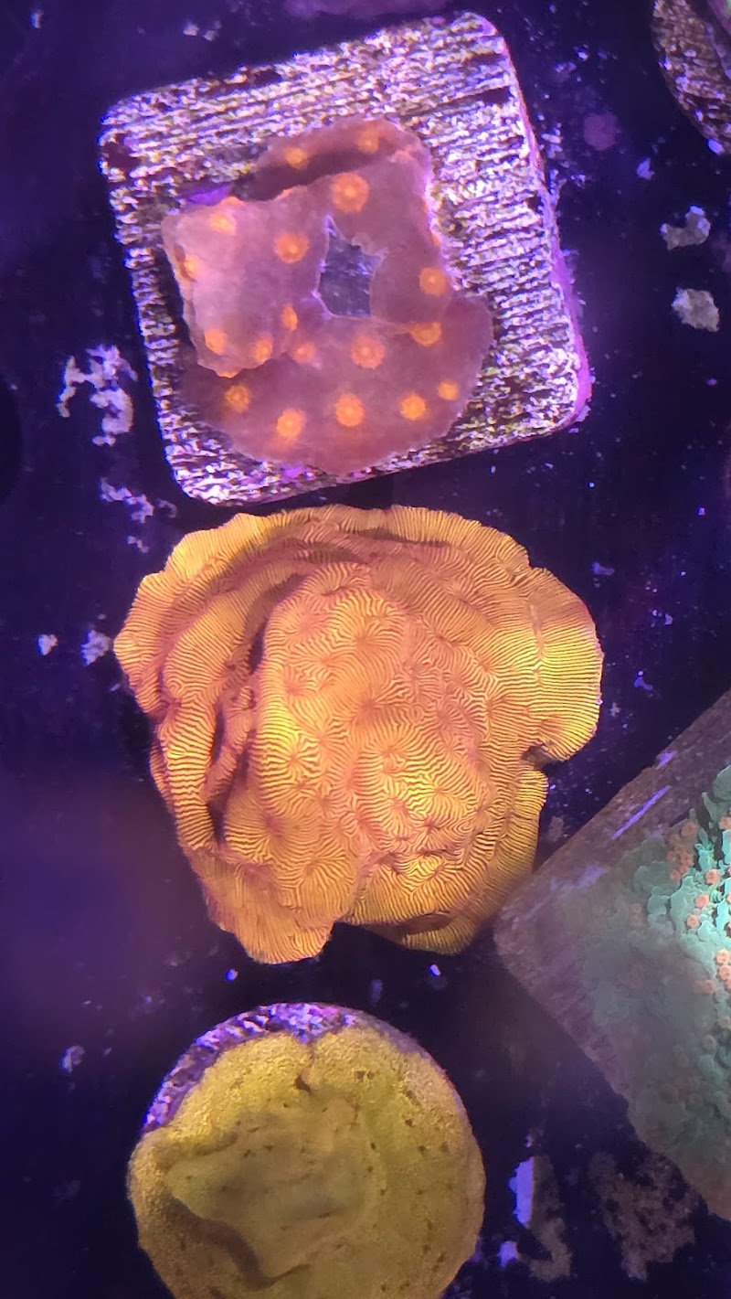 Bourbon Country Corals, LLC - Photo 3