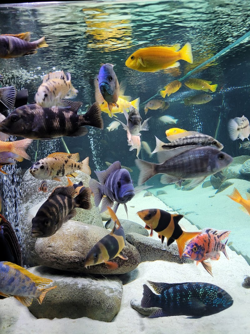 Music City Aquatics LLC - Photo 2