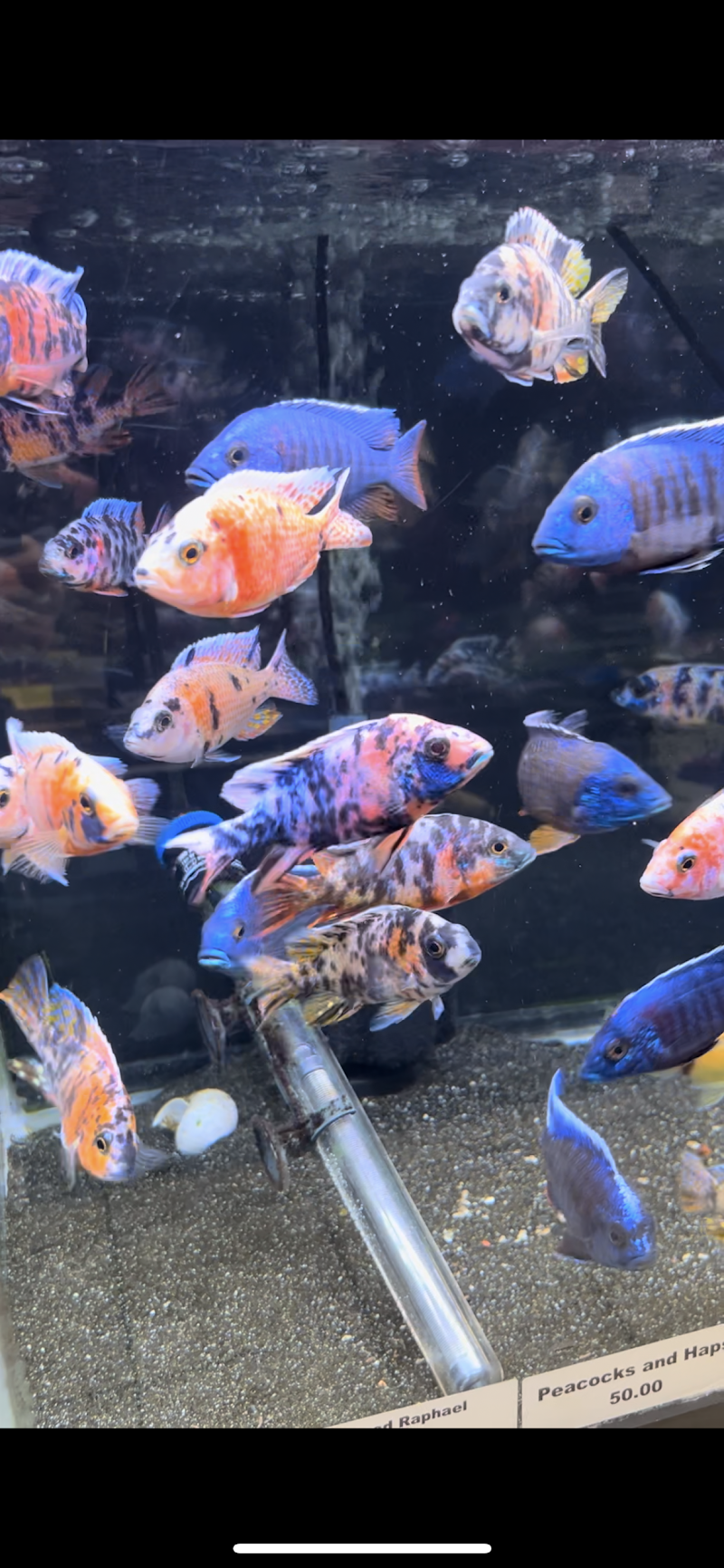 Music City Aquatics LLC - Photo 5