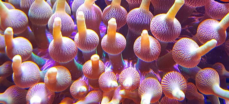 Emerald Bay Fish & Reptile - Photo 2