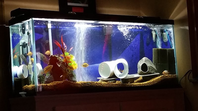 Blue Hook Aquatics - Photo 3