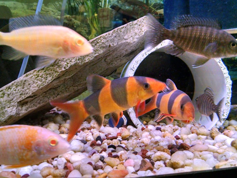 Blue Hook Aquatics - Photo 4