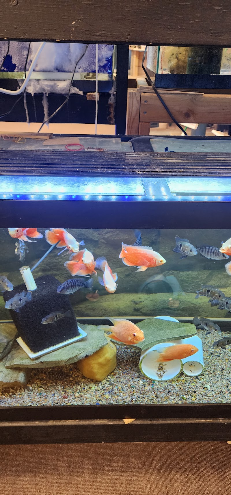 Blue Hook Aquatics - Photo 5