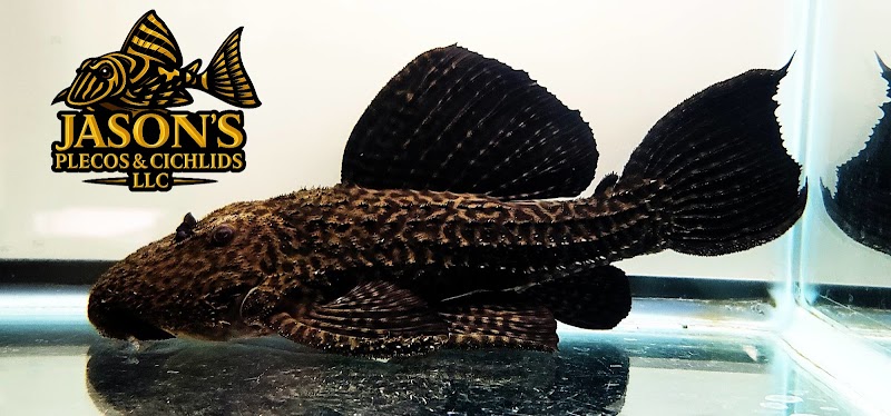 Jason's Plecos & Cichlids LLC - Photo 3