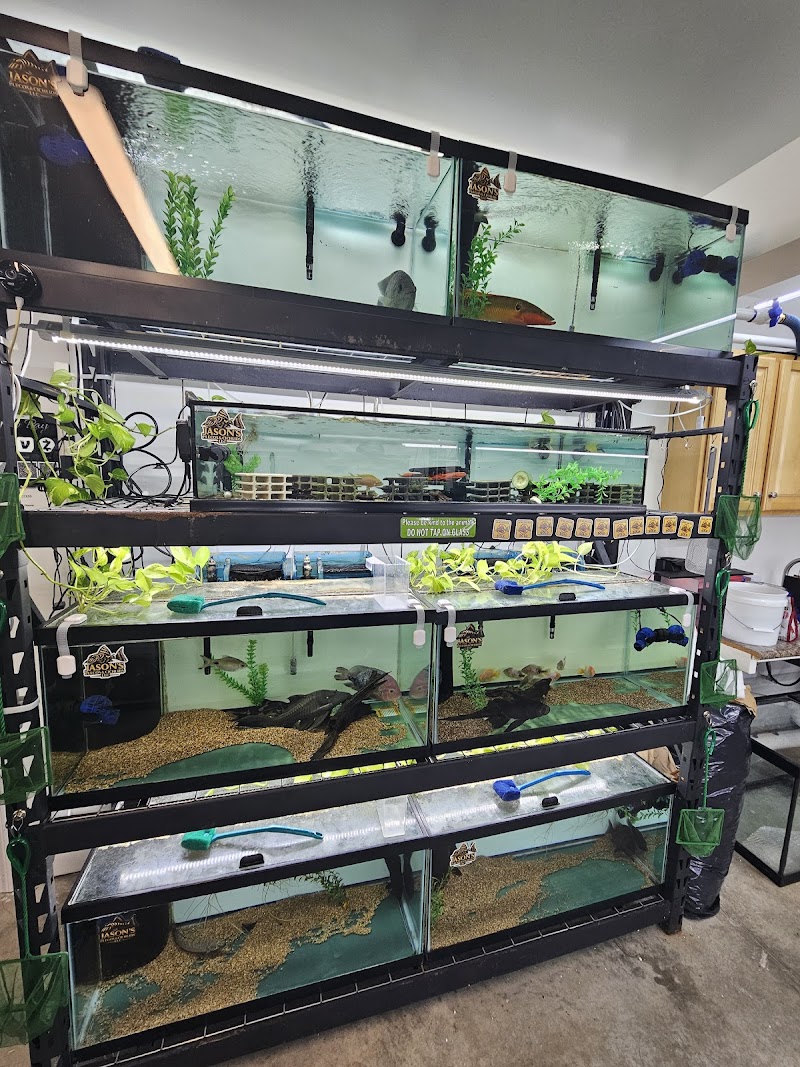 Jason's Plecos & Cichlids LLC - Photo 5