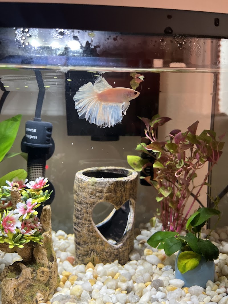 Finspiration Aquatics - Photo 3