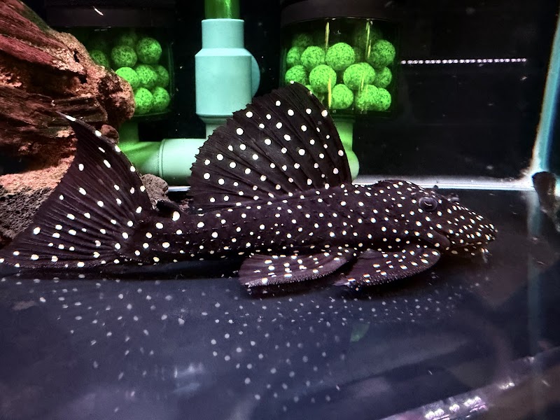 Fish World Aquarium - Photo 4