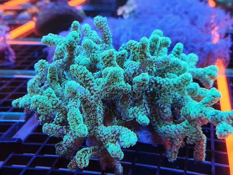 Aquatic Gallery - Photo 1