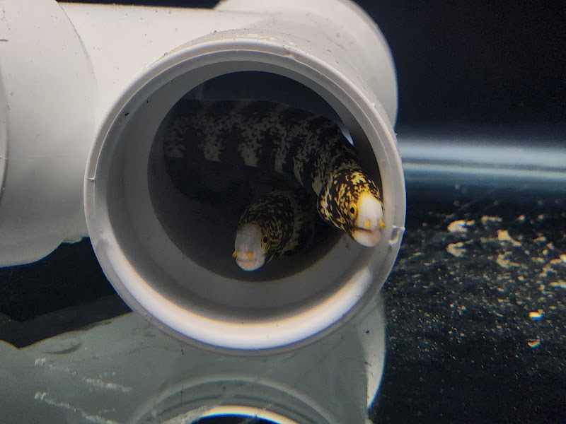 Aquatic Gallery - Photo 2