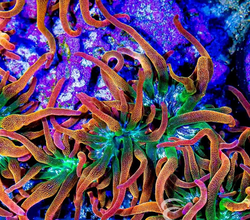 Aquatic Gallery - Photo 3