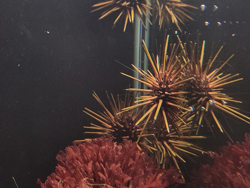 Aquatic Gallery - Photo 4