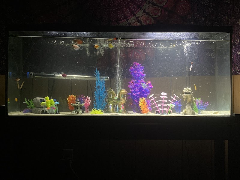 My Fish Doctor - Photo 1