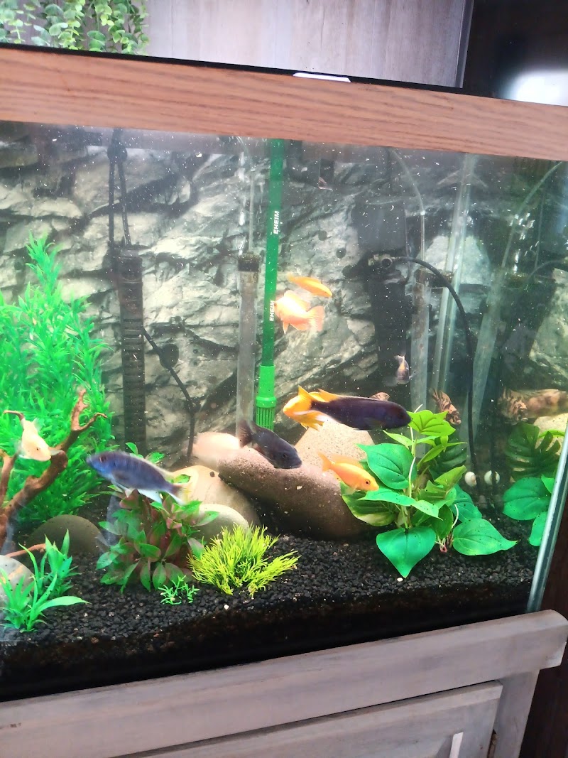 My Fish Doctor - Photo 3