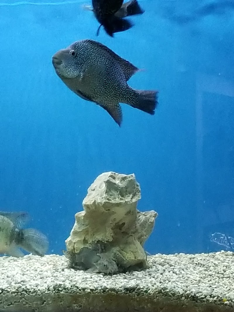 My Fish Doctor - Photo 5