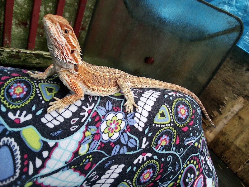 Aquatic Life & Exotics - Photo 3