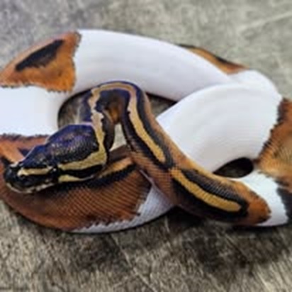 Clarksville Reef & Reptiles - Photo 3