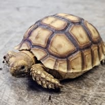 Clarksville Reef & Reptiles - Photo 4