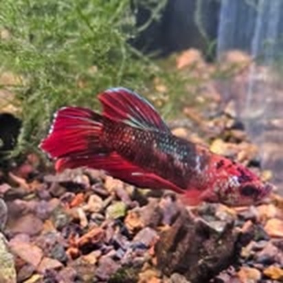 Clarksville Reef & Reptiles - Photo 5