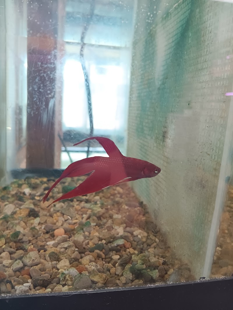 Natural AquariumZ - Photo 3